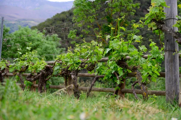 Молоде Гроно Винограду Старому Виноградному Винограднику Кантабрії Іспанія — стокове фото