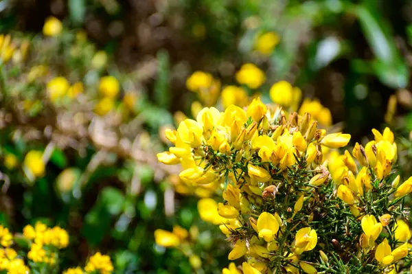 Κίτρινα Άνθη Του Ulex Κοινώς Γνωστά Gorse Furze Whin Είναι — Φωτογραφία Αρχείου