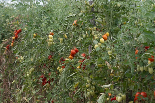 Growing Red Salad Sauce Tomatoes Greenhouse Plantations Fondi Lazio Agriculture — Stock Photo, Image
