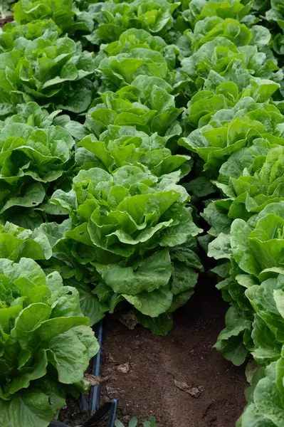 Farm Field Rows Young Fresh Green Romaine Lettuce Plants Growing — Stock Photo, Image