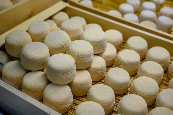 Peynir Koleksiyonu Yumuşak Keçi Peyniri Küflü Fransız Peyniri Chavignol Peyniri — Stok fotoğraf