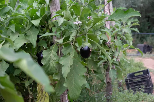 Skörd Läckra Mogna Lila Äggplantor Grönsaker Italien Lazio — Stockfoto