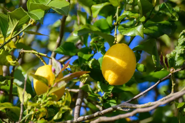 İspanya 'nın kuzeyinde, Asturias' ta bir ağaçta asılı duran olgun sarı limonlar ve bahçede yapraklar..