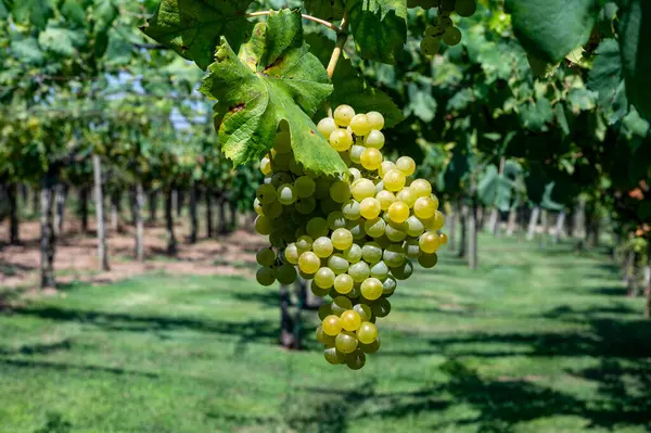 Vinhedo Com Uvas Vinho Branco Crescimento Lazio Itália Chardonnay Muscat — Fotografia de Stock