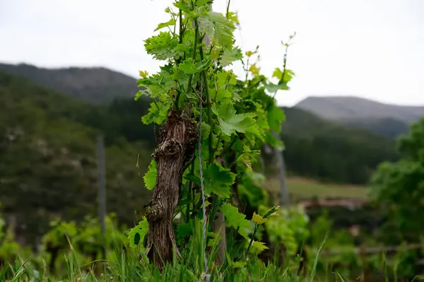 Młode Grono Winogron Kwiecie Starej Winorośli Winnicy Cantabria Hiszpania — Zdjęcie stockowe