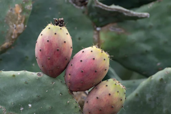 Frutas Comestibles Jugosas Maduras Opuntia Peras Espinosas Cactus Listos Para — Foto de Stock