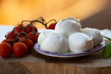 Beyaz küçük İtalyan yumuşak peyniri Mozzarella di Bufala Campana topları taze yeşil fesleğen ve kırmızı Sicilya domatesleriyle servis edilir.