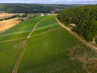 Urville yakınlarında üzüm bağları olan tepelerde hava manzarası, yazın Champange, Fransa 'nın güneyinde Cote des Bar, Aube' de yeşil şampanya bağları.