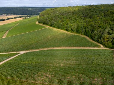 Urville yakınlarında üzüm bağları olan tepelerde hava manzarası, yazın Champange, Fransa 'nın güneyinde Cote des Bar, Aube' de yeşil şampanya bağları.