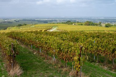 Konyak beyaz şarap bölgesinde hasat zamanı, Charente, olgunlaşmış sıralar halinde üzümlü üzümleri hasat etmek için hazır konyak güçlü ruhları damıtma, Fransa, Grand Champagne