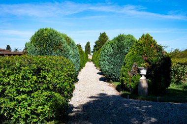 Barsac köyündeki Sauternes üzüm bağlarındaki şarap alanının manzarası Botrytis cinerea Noble çürümesinden etkilenmiş, Fransa Bordeaux 'daki tatlı Sauternes şaraplarından yapılmış