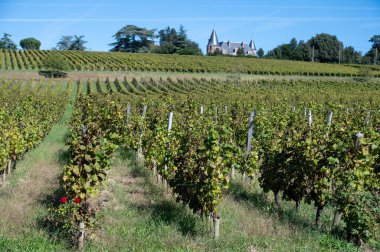 Barsac köyündeki Sauternes üzüm bağlarındaki Semillon üzümlerini hasat etmeye hazır. Fransa 'nın Bordeaux şehrinde tatlı tatlı Sauternes şaraplarından yapılan Botrytis cinerea soylu çürümesinden etkilenmiş.