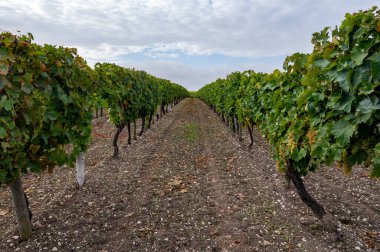 Charente, Konyak beyaz şarap bölgesindeki üzüm bağlarında hasat zamanı. Fransa 'da konyak güçlü alkol damıtımı için ugni blanc üzümleri hasat etmeye hazır.