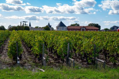 Bordeaux 'da çeşitli Haut-Medoc üzüm bağları, Fransa' nın Margaux kasabası Gironde Estuary 'nin sol kıyısında toplanmaya hazır kırmızı şarap bağları var.