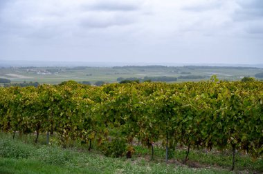 Charente, Konyak beyaz şarap bölgesindeki üzüm bağlarında hasat zamanı. Fransa 'da konyak güçlü alkol damıtımı için ugni blanc üzümleri hasat etmeye hazır.
