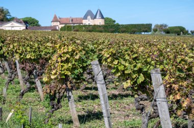 Barsac köyündeki Sauternes üzüm bağlarındaki Semillon üzümlerini hasat etmeye hazır. Fransa 'nın Bordeaux şehrinde tatlı tatlı Sauternes şaraplarından yapılan Botrytis cinerea soylu çürümesinden etkilenmiş.