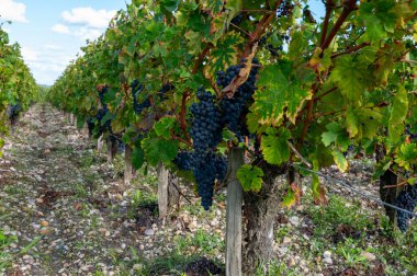 Bordeaux 'da çeşitli Haut-Medoc üzüm bağları, Fransa' nın Margaux kasabası Gironde Estuary 'nin sol kıyısında toplanmaya hazır kırmızı şarap bağları var.