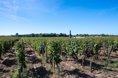 Barsac köyündeki Sauternes üzüm bağlarındaki Semillon üzümlerini hasat etmeye hazır. Fransa 'nın Bordeaux şehrinde tatlı tatlı Sauternes şaraplarından yapılan Botrytis cinerea soylu çürümesinden etkilenmiş.