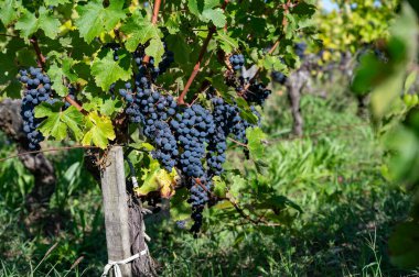 Bordeaux, Gironde Estuary, Fransa 'nın sol kıyısı, Bordeaux' da çeşitli Haut-Medoc üzüm bağları içeren olgunlaşmış kırmızı Cabernet Sauvignon üzümleri ile Pauillac köyündeki üzüm bağları hasat etmeye hazır.
