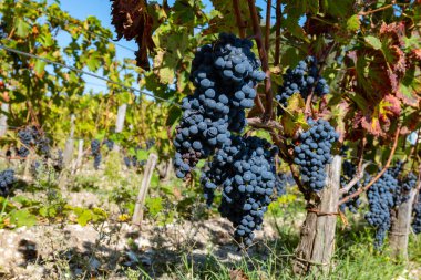 Bordeaux, Gironde Estuary, Fransa 'nın sol kıyısı, Bordeaux' da çeşitli Haut-Medoc üzüm bağları içeren olgunlaşmış kırmızı Cabernet Sauvignon üzümleri ile Pauillac köyündeki üzüm bağları hasat etmeye hazır.