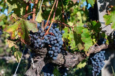 Bordeaux 'da çeşitli Haut-Medoc üzüm bağları, Fransa' nın Margaux kasabası Gironde Estuary 'nin sol kıyısında toplanmaya hazır kırmızı şarap bağları var.