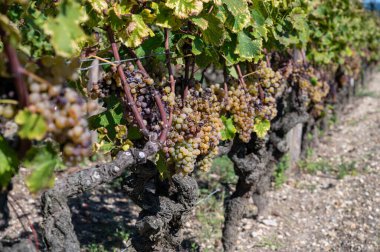 Barsac köyündeki Sauternes üzüm bağlarındaki Semillon üzümlerini hasat etmeye hazır. Fransa 'nın Bordeaux şehrinde tatlı tatlı Sauternes şaraplarından yapılan Botrytis cinerea soylu çürümesinden etkilenmiş.