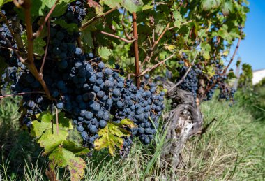 Bordeaux, Gironde Estuary, Fransa 'nın sol kıyısı, Bordeaux' da çeşitli Haut-Medoc üzüm bağları içeren olgunlaşmış kırmızı Cabernet Sauvignon üzümleri ile Pauillac köyündeki üzüm bağları hasat etmeye hazır.