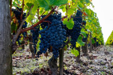 Bordeaux 'da çeşitli Haut-Medoc üzüm bağları, Fransa' nın Margaux kasabası Gironde Estuary 'nin sol kıyısında toplanmaya hazır kırmızı şarap bağları var.