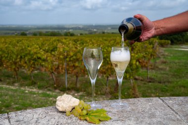 Avize 'deki Chardonnay üzüm bağlarında köpüklü beyaz şarap tatmak, Ay Grand Cru şarap üreticisi küçük bir köy, Cote des Blancs, Champagne, France