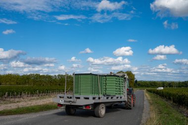 Bordeaux 'daki Haut-Medoc üzüm bağlarının çeşitli kırmızı Cabernet Sauvignon üzüm bağları, Gironde Estuary' nin sol kıyısı, Margaux köyü, Fransa