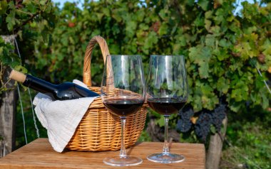 Bordeaux 'da Bordeaux şarabı tatmak, yeşil üzüm bağlarında kırmızı şarap, Bordeaux' da çeşitli Haut-Medoc üzüm bağları, Gironde Estuary, Fransa 'nın sol kıyısında bulunan kırmızı Cabernet Sauvignon üzümleri.