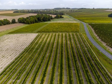 Charente, Konyak beyaz şarap bölgesindeki üzüm bağlarında hasat zamanı. Fransa 'da konyak güçlü alkol damıtımı için ugni blanc üzümleri hasat etmeye hazır.