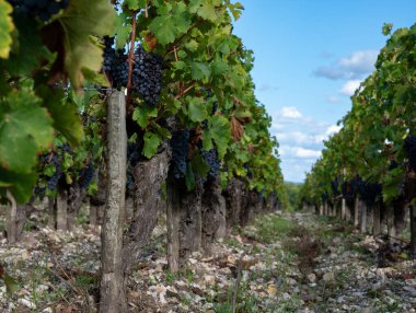 Bordeaux 'da çeşitli Haut-Medoc üzüm bağları, Fransa' nın Margaux kasabası Gironde Estuary 'nin sol kıyısında toplanmaya hazır kırmızı şarap bağları var.