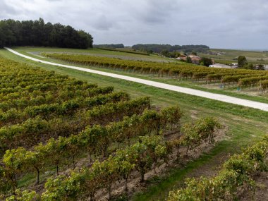 Konyak beyaz şarap bölgesinde hasat zamanı, Charente, olgunlaşmış sıralar halinde üzümlü üzümleri hasat etmek için hazır konyak güçlü ruhları damıtma, Fransa, Grand Champagne