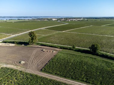 Yeşil üzüm bağları, Gironde nehri, Haut-Medoc kırmızı şarap üretim bölgesindeki şato, Bordeaux, Gironde Estuary 'nin sol kıyısı, Fransa