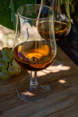 Konyak, Grande Champagne, Charente 'de alkollü konyak tatmak için arkaplandaki alkol kullanımı için ugni blanc üzümü toplamaya hazır.