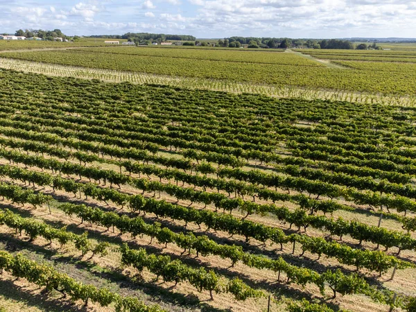 Aerial view, harvest time on vineyards of Cognac white wine region, Charente, ripe ready to harvest ugni blanc grape uses for Cognac strong spirits distillation, France