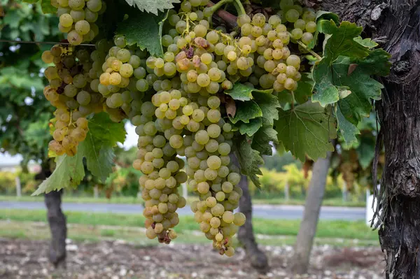 Charente, Konyak beyaz şarap bölgesindeki üzüm bağlarında hasat zamanı. Fransa 'da konyak güçlü alkol damıtımı için ugni blanc üzümleri hasat etmeye hazır.