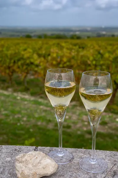 stock image Tasting of grand cru sparkling white wine with bubbles champagne on chardonnay vineyards in Avize, Ay grand cru wine producer small village, Cote des Blancs, Champagne, France