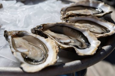 Arcachon Körfezi, Cap Ferret Yarımadası, Bordeaux, Fransa 'daki istiridye çiftliği köyünde taze canlı istiridye yemek. Kapatın.