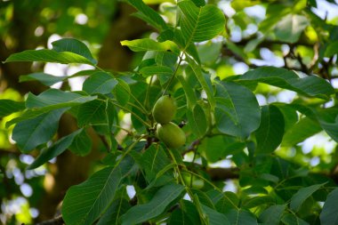 Fransa 'nın Grenoble kenti yakınlarındaki Alplerin eteklerinde yüksek kaliteli PDO sertifikalı ceviz ağaçları yetiştirilmesi