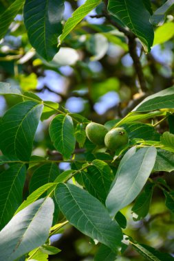 Fransa 'nın Grenoble kenti yakınlarındaki Alplerin eteklerinde yüksek kaliteli PDO sertifikalı ceviz ağaçları yetiştirilmesi