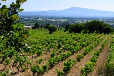 Chateauneuf du Pape 'nin üzüm bağları geniş yuvarlak taşlı topraklar üzerinde büyüyen üzümler kürek ağaçları, Ventoux dağı manzarası, yazın Fransa' nın ünlü kırmızı şarapları.