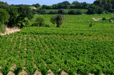 Chateauneuf du Pape üzüm bağları. Toprakta büyüyen üzümler. Kürekler, kireç taşları, mezar taşları.