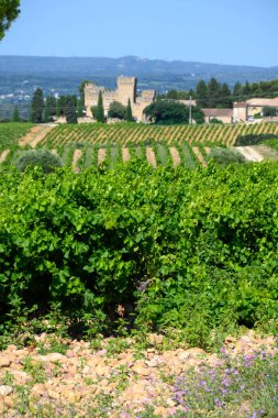 Chateauneuf du Pape adresli üzüm bağları. Toprakta büyüyen üzümler, geniş yuvarlak taşlar. Kürekler, kireç taşları, mezarlıklar, San.