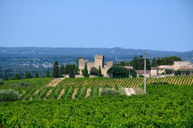 Chateauneuf du Pape adresli üzüm bağları. Toprakta büyüyen üzümler, geniş yuvarlak taşlar. Kürekler, kireç taşları, mezarlıklar, San.