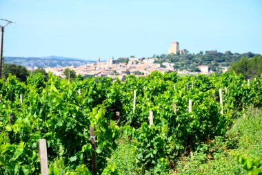 Chateauneuf du Pape adresli üzüm bağları. Toprakta büyüyen üzümler, geniş yuvarlak taşlar. Kürekler, kireç taşları, mezarlıklar, San.