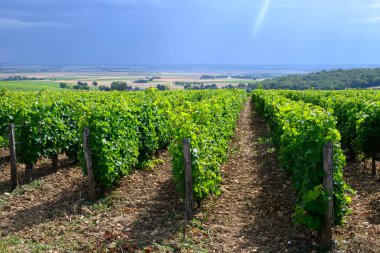 Pouilly-Fume adresli üzüm bağları, Sauvignon Blanc üzümlerinden yapılan kuru beyaz şaraplar, Fransa 'nın çeşitli topraklarında yetişen üzümler.