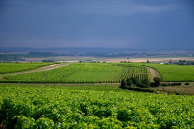 Pouilly-Fume adresli üzüm bağları, Sauvignon Blanc üzümlerinden yapılan kuru beyaz şaraplar, Fransa 'nın çeşitli topraklarında yetişen üzümler.