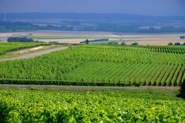 Pouilly-Fume adresli üzüm bağları, Sauvignon Blanc üzümlerinden yapılan kuru beyaz şaraplar, Fransa 'nın çeşitli topraklarında yetişen üzümler.